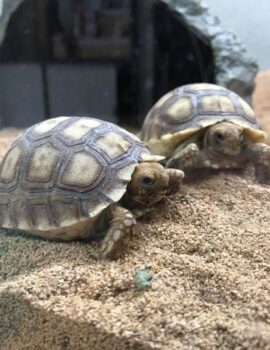 20840883_1104146933054324_542078039482654712_n